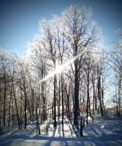 23 																																																							Sparkling Tree on a Cold Winters DayLisa LynchHerkimer