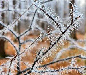 47 																																																											Snow Needle Morning	Linda Rayor			Schuyler