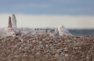 72Snowy Owl RestingSarah BlodgettWayne County