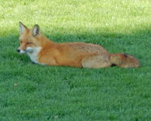 64Spring Visitor to Our BackyardMarshall Handfield Wayne County