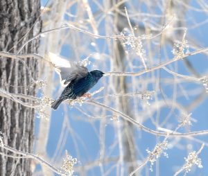 29Starling in WinterLeslie Kraus Cayuga