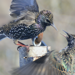 30 																																																																																											
Competition at the Feeder									Patrick Varley																																																																																																																																									Onondaga