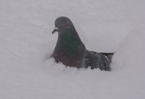 30 																																																								Snowbound Pidgeon	Timothy KaneOnondaga