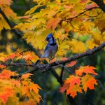 18 																																																																																											
BlueJay in Fall																																																																				Timothy Kane																																																		Onondaga