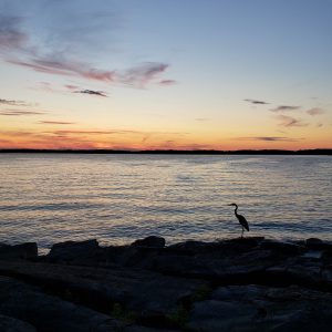 23Blue Heron Enjoying SunsetTom Seketa Jefferson County