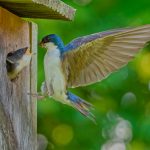 11 																																																																																											
Dinner Time at Sterling Nature Center																																																																																																																																Alex Harding																																																																																				Cayuga