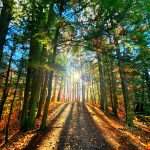 52 																																																																																											
Fall at Fillmore Glen			Yvette DesGroseilliers																																																																																																																														Cayuga