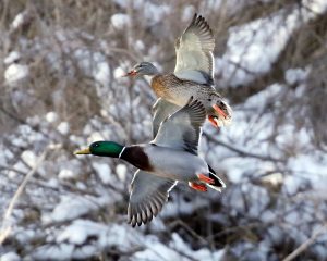 94Webster Pond DucksHerm CardOnondaga County