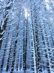 42Winter CathedralRichard Kopecky Onondaga County