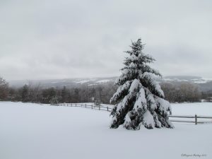 93Winter PastureMargie Manthey Onondaga County