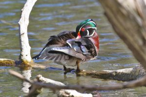 82Nature's paletteHerm. Card Onondaga County