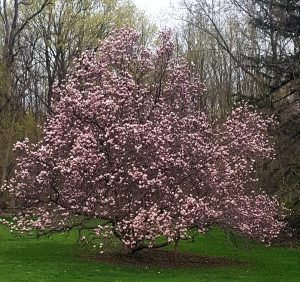 67Beautiful blossomsPaul Salsbury Oneida County