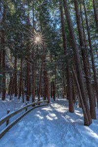 51										Winter At Beaver Lake				Daniel BocchinoOnondaga