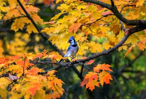 3Blue Jay in AutumnTimothy Kane Onondaga