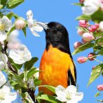 48 																																																																																	Stop and Smell the Flowers!																				Marcia Bower																	Onondaga