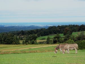 53Donkeys Over SyracuseKirstin Streeter Onondaga County