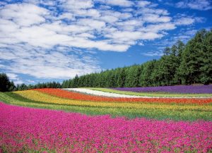 flower-field-250016_1280