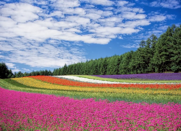 flower-field-250016_1280