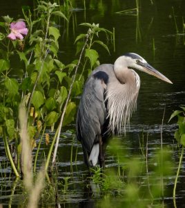 55Heron WatchmanJudith Cook Seneca County