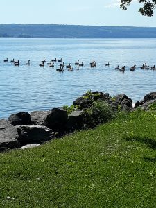 7Geese family doing their morning exercise Teresa Palmer   Tompkins County