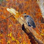 24 																																																																																											
Great Blue Heron																																																																							Herm Card																																																		Onondaga