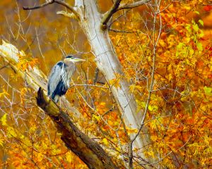 42 																																										Great Blue Heron at Webster PondHermon CardOnondaga