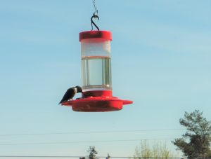 84Humming Bird feeding time Teresa Palmer  Tompkins County