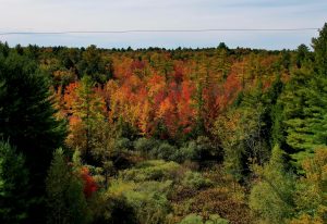 10 																																Swamp MaplesKaren DitersOswego