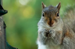 3Staring SquirrelSamantha Samsel  Herkimer County