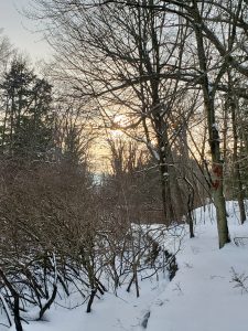 116 Through the TreesMeghan Fremouw Wayne County