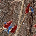 37 																																																																																											
A Winter’s Walk													Terese Kalenak																																																																																																																																													Onondaga