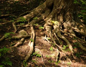 37Tree on a trail in Chittenango Falls State Park  Patty Owens  Madison County