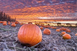 77Pumpkin SunriseJody Hildreth Oneida County