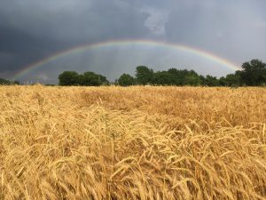 13Rainbow Over a Field of GoldMeg SchaderOnondaga County