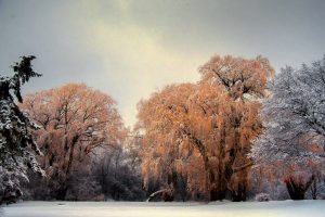 20Seasonal contrast Timothy Kane Onondaga County