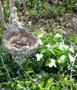 71Trillium by the birdbathSally Carman Oneida County