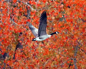 49Fall takeoff Herm Card Onondaga County