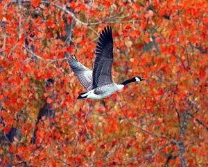 49Fall takeoff Herm Card Onondaga County