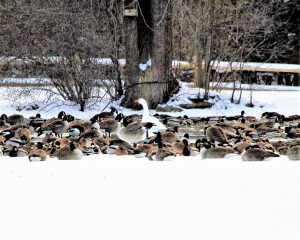 132 Winter at Webster PondHerm Card Onondaga County