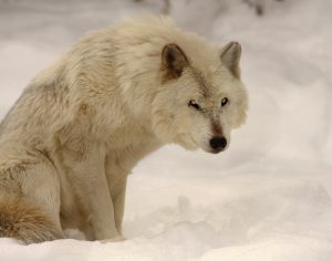 62 Gray Wolf, Onondaga County ZooHerm Card Onondaga County